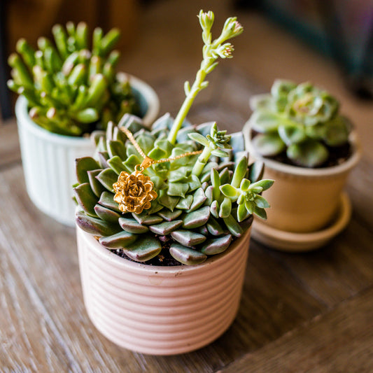 The Next Plant You Should Buy Based on your Zodiac Sign